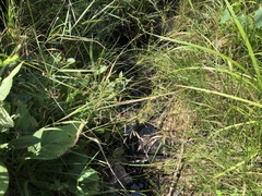 Juncus brachycephalus