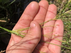 Juncus brachycephalus