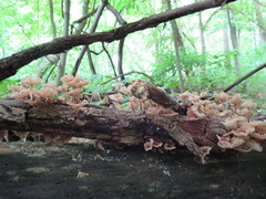 Collybiopsis dichroa