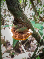 Phylloporia chrysites