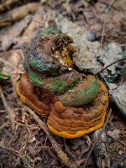 Phylloporia chrysites