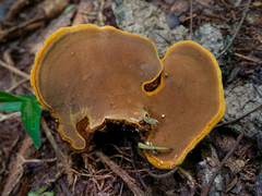 Phylloporia chrysites