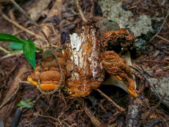 Phylloporia chrysites