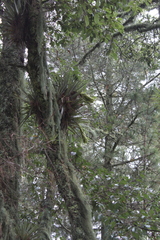 Tillandsia violacea