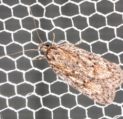 Acantholena siccella