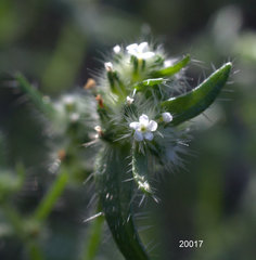 Cryptantha maritima