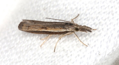 Ptochostola microphaeellus