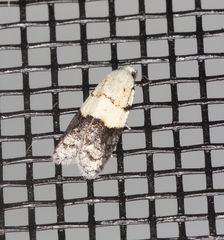 Tracholena sulfurosa