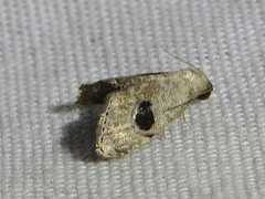 Abablemma duomaculata