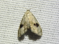 Abablemma duomaculata