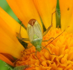 Closterotomus norwegicus