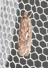 Acantholena siccella