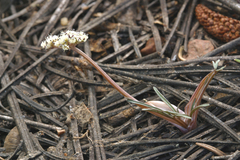 Lomatium fusiformis