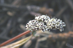 Lomatium fusiformis