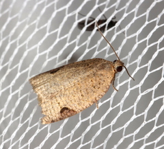 Meritastis ursina