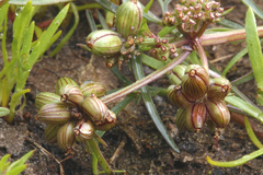 Lomatium fusiformis