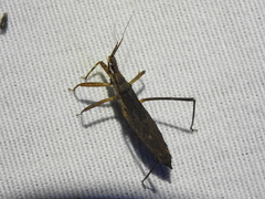 Pygolampis pectoralis