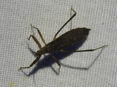 Pygolampis pectoralis