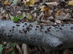 Jackrogersella cohaerens image