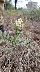Solanum jamesii