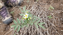 Solanum jamesii