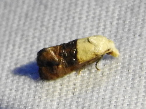 Fleabane Cochylid photo 3