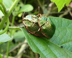 Polychalca punctatissima