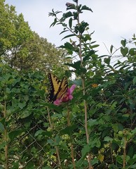 Papilio glaucus