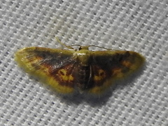 Idaea scintillularia