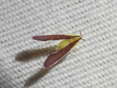 Anotia firebugia