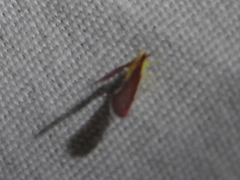 Anotia firebugia