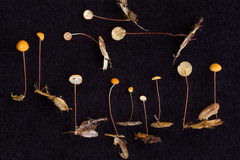 Marasmius nummularius