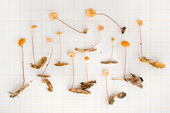 Marasmius nummularius