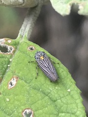 Graphocephala appropinquans