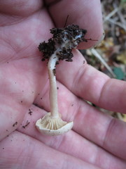 Pseudoomphalina compressipes