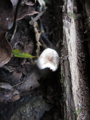 Pseudoomphalina compressipes