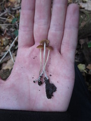Conocybe brunnea