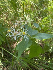 Eurybia furcata