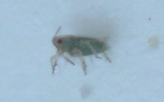Hemiptera