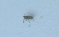 Hemiptera