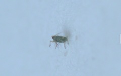 Hemiptera