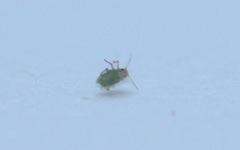 Hemiptera