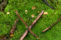 Marasmius madagascariensis