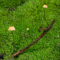 Marasmius madagascariensis