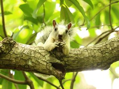 Sciurus variegatoides dorsalis