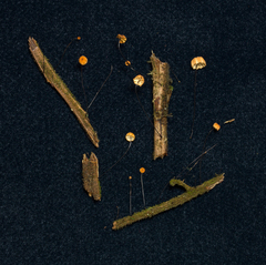 Marasmius madagascariensis