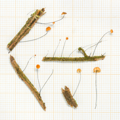 Marasmius madagascariensis