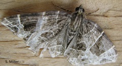 Gandaritis atricolorata