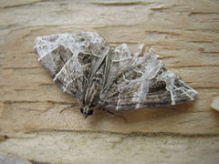 Gandaritis atricolorata