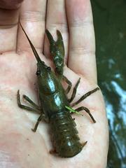 Austropotamobius torrentium